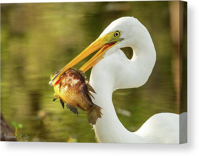Great White Heron Canvas Print featuring the photograph Great White Heron by David Lee