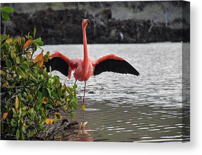 American Flamingo Canvas Print featuring the photograph Greater Flamingo or American Flamingo - Galapagos by Henri Leduc