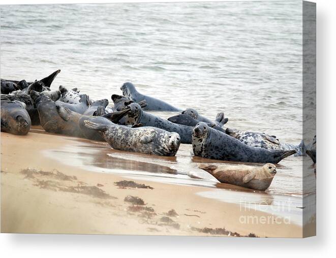 Grey Seals Canvas Print featuring the photograph Grey Seals and Common Seal by Phil Banks
