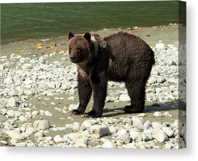 Grizzly Canvas Print featuring the photograph Grizz by Shari Sommerfeld