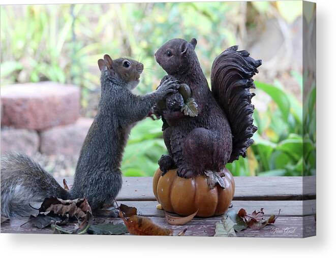 Squirrels Canvas Print featuring the photograph Hand Over a Nut Please by Trina Ansel