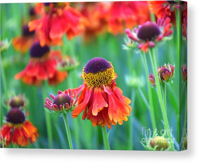 Helenium Canvas Print featuring the photograph Hello Helenium by Sea Change Vibes