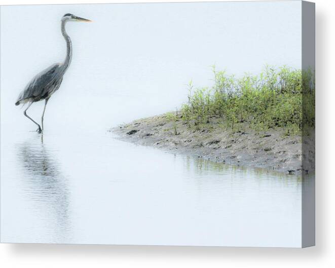 Heron Canvas Print featuring the photograph Heron Stroll by Addison Likins