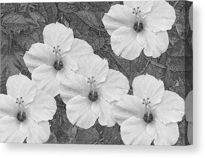Hibiscus Canvas Print featuring the mixed media Hibiscus Artwork B/W by Debra Kewley
