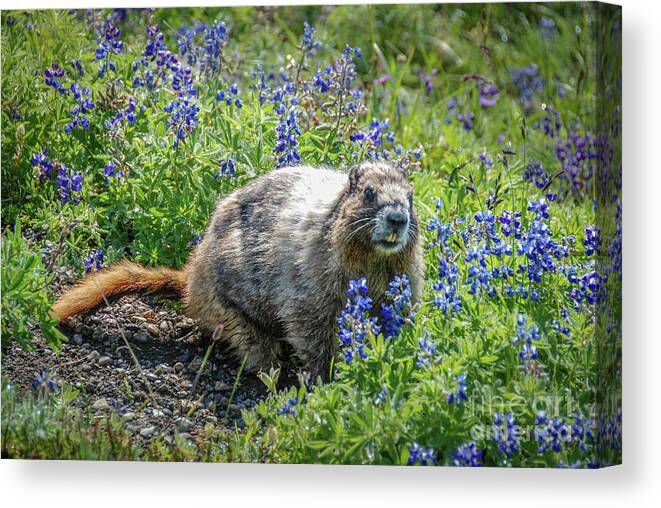 Hoary Marmot Canvas Print featuring the photograph Hoary Marmot in Subalpine Lupine #3 by Nancy Gleason