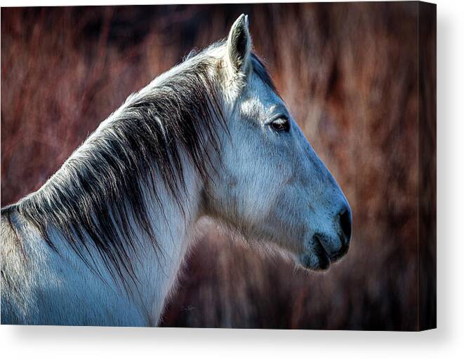 Horse Canvas Print featuring the photograph Horse No. 4 by Craig J Satterlee