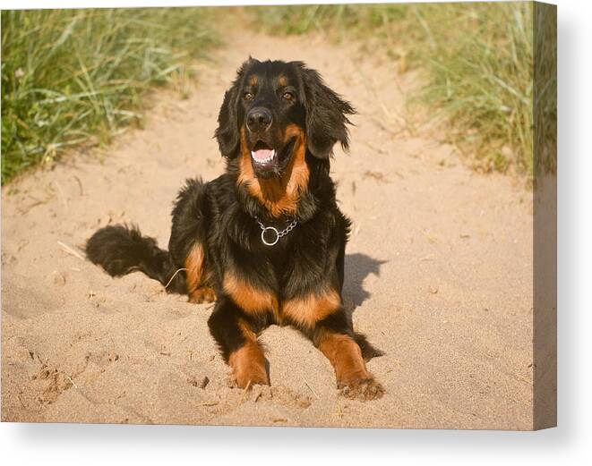 Pets Canvas Print featuring the photograph Hovawart at the beach by Louise