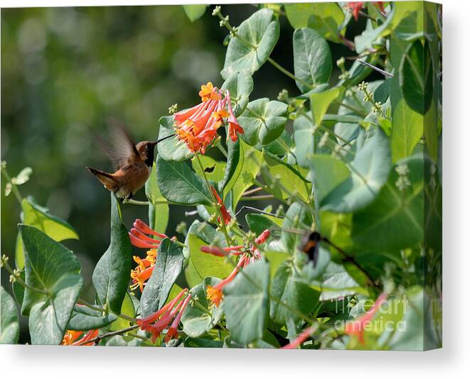 Hummingbird Canvas Print featuring the photograph Hummer Headed for Lunch by Kae Cheatham
