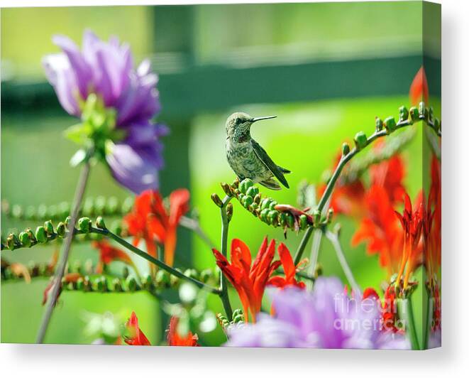 Animal Canvas Print featuring the photograph Hummingbird and Blooms by Kristine Anderson