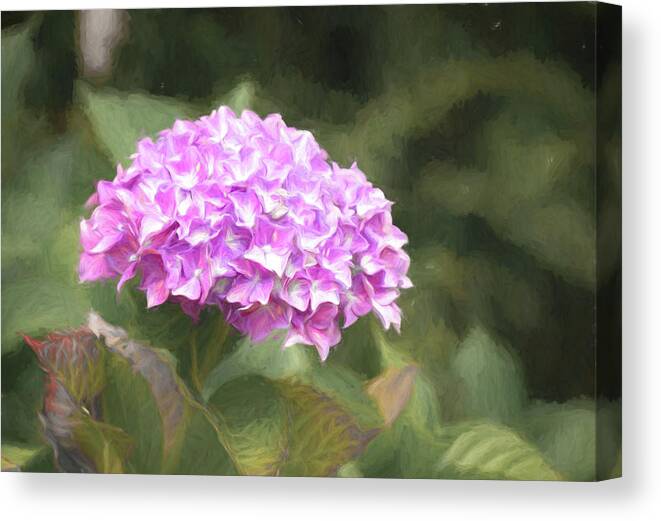 Hydrangea Canvas Print featuring the photograph Hydrangea in the Garden by Lindsay Thomson