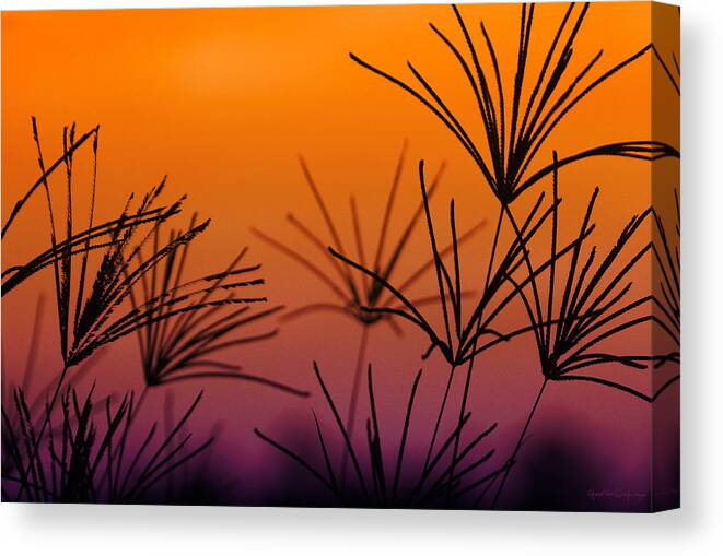 Nature Canvas Print featuring the photograph I Love a Sunburnt Country by Holly Kempe