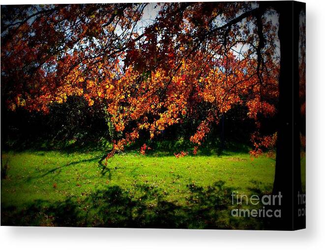 Nature Canvas Print featuring the photograph Illuminated Golden Autumn Leaves by Frank J Casella