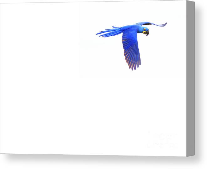 Hyacinth Canvas Print featuring the photograph In flight 3of3 by Patrick Nowotny