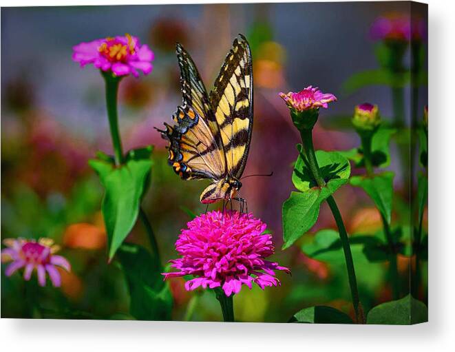 Butterfly Canvas Print featuring the photograph In the Garden by Carolyn Mickulas