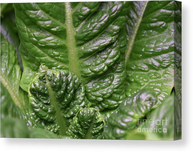 Pictures Of Flowers Canvas Print featuring the photograph Into The Valley Of The Jolly Green Giant by Skip Willits
