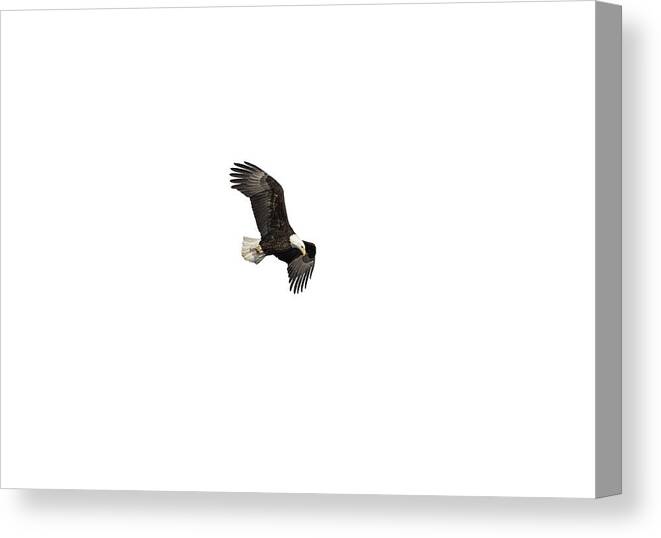 American Bald Eagle Canvas Print featuring the photograph Isolated Bald Eagle 2019-13 by Thomas Young