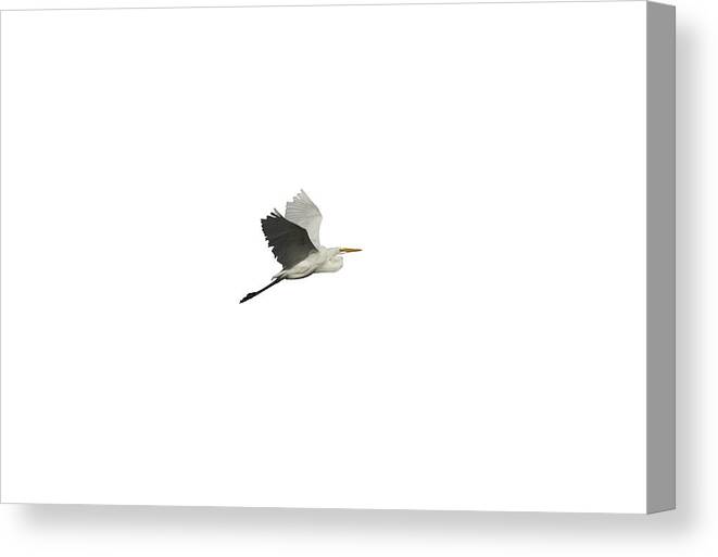 Great Egret Canvas Print featuring the photograph Isolated Great Egret 2016 by Thomas Young