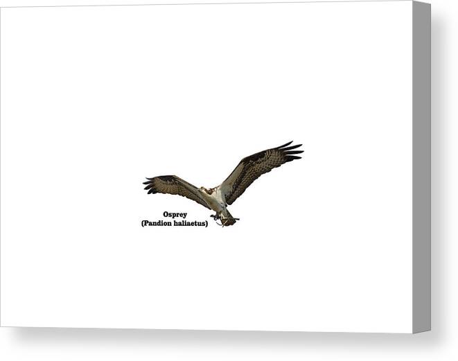 Osprey Canvas Print featuring the photograph Isolated Osprey With Name 2020-1 by Thomas Young