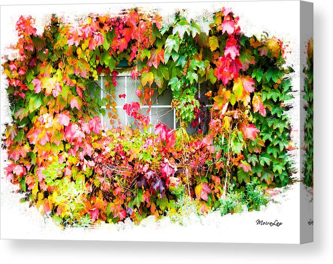 Autumn Canvas Print featuring the mixed media Ivy Splendor by Moira Law