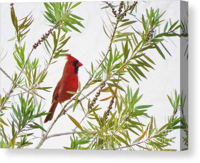 Cardinal Canvas Print featuring the photograph Just Landed - Cardinal on a Branch by World Reflections By Sharon