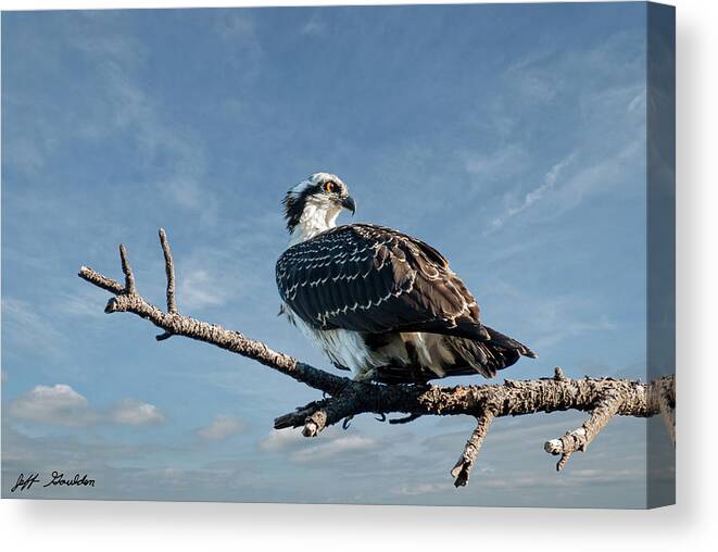 Animal Canvas Print featuring the photograph Juvenile Osprey Perched in a Tree by Jeff Goulden