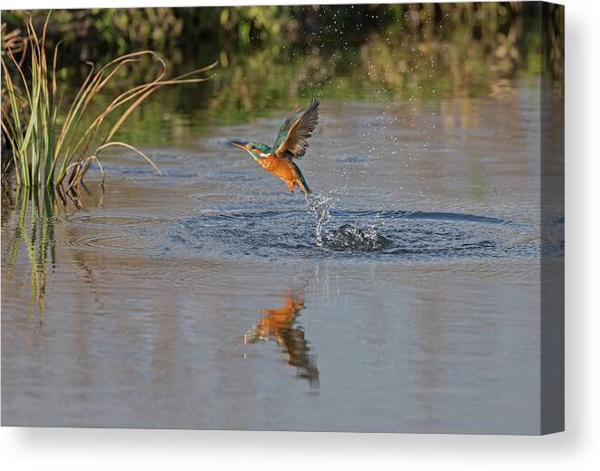 Kingfisher Canvas Print featuring the photograph Kingfisher Fishing by Pete Walkden