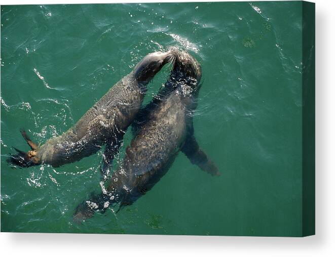 Seals Canvas Print featuring the photograph Kissing Seals by Jennifer Kane Webb