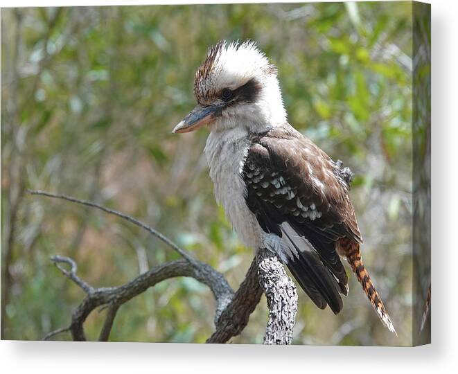 Animals Canvas Print featuring the photograph Laughing Kookaburra Perched On A Branch by Maryse Jansen