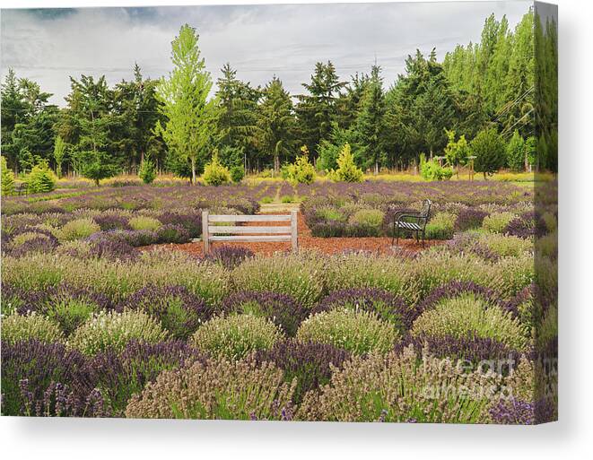 Lavender Field Canvas Print featuring the photograph Lavender Field by Weir Here And There