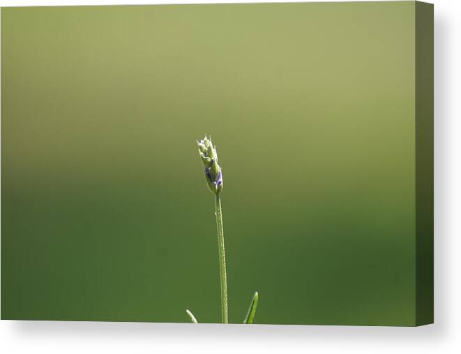  Canvas Print featuring the photograph Lavender by Heather E Harman