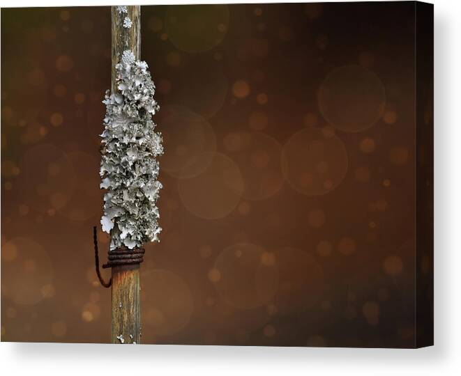 Lichen Canvas Print featuring the photograph Lichen by Cathy Kovarik