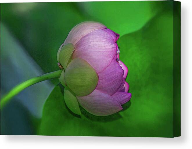 Lotus Flower Canvas Print featuring the photograph Lighting Lotus by Kevin Lane