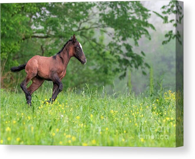 Horse Canvas Print featuring the photograph Lil Ombre by Holly Ross