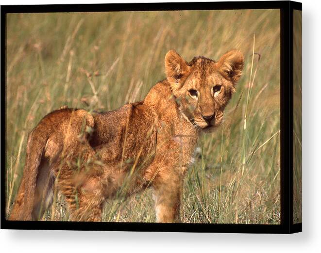 Africa Canvas Print featuring the photograph Lion Cub Looking at Photographer by Russ Considine