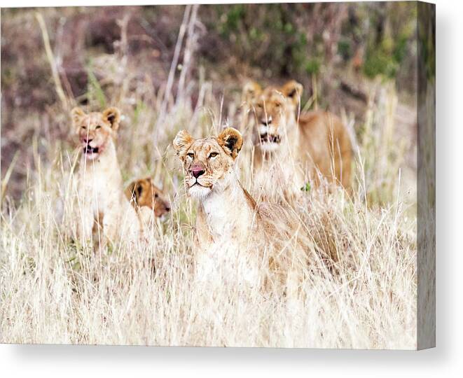 Female Canvas Print featuring the photograph Lion Pride Lying in Tall Grass by Good Focused
