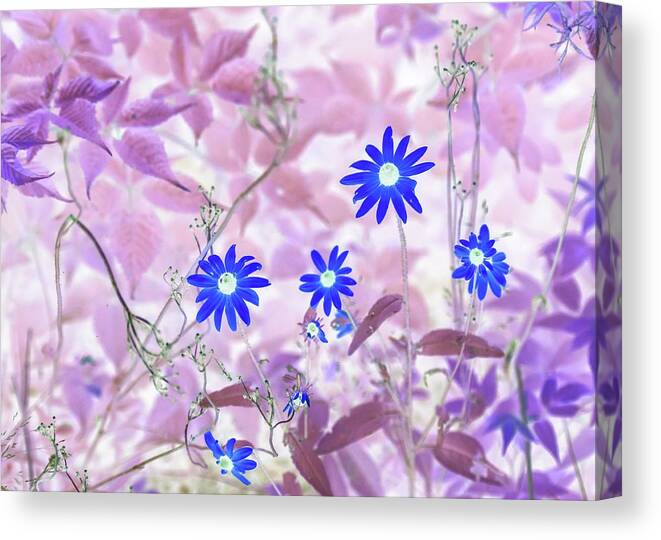 Flowers Canvas Print featuring the photograph Happy Blue Daisies by Missy Joy