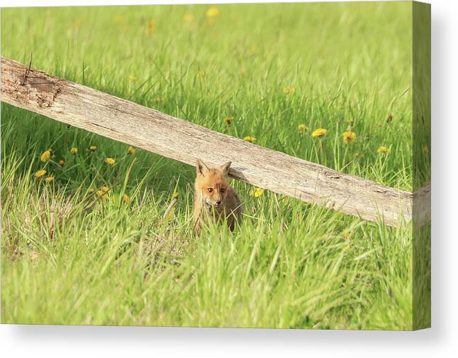 Carrie Ann Grippo-pike Canvas Print featuring the photograph Little Fox in the Grass by Carrie Ann Grippo-Pike