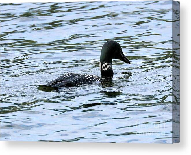 Common Loon Canvas Print featuring the photograph Loon Locked on Dinner by Sandra Huston