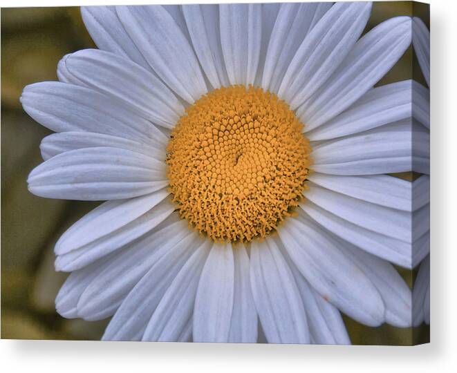 Bloom Canvas Print featuring the photograph Love Me Nots by JAMART Photography