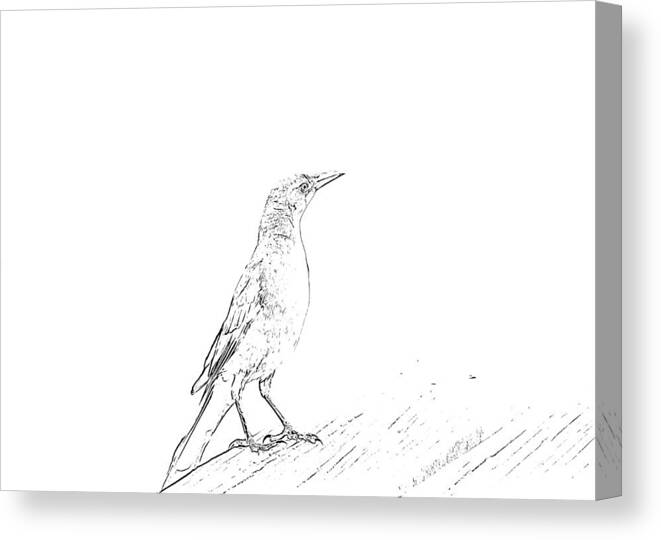 Grackle Canvas Print featuring the mixed media Lovely Bird Sketch by Alison Frank