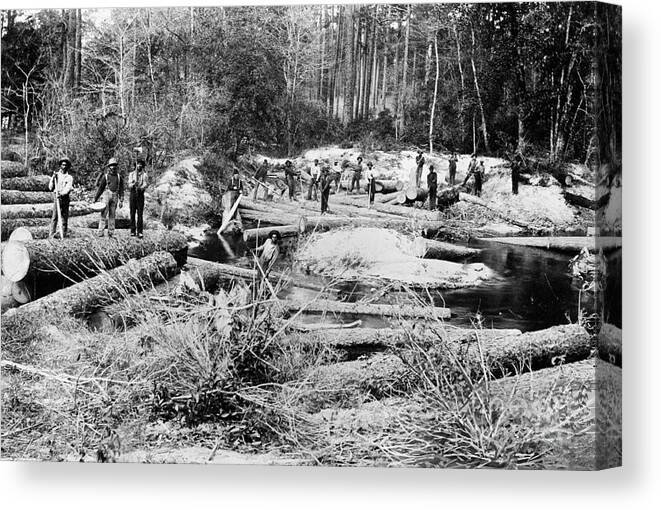 1901 Canvas Print featuring the photograph Lumbering, 1901 by Granger