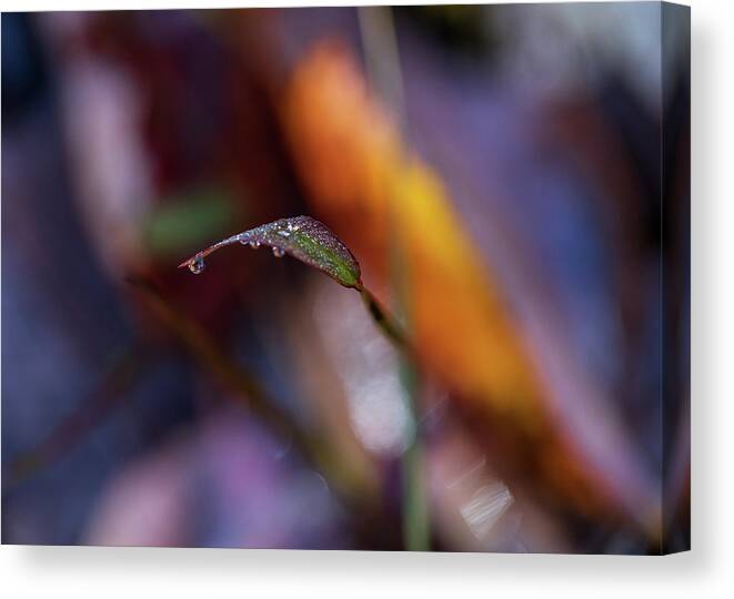 Fall Canvas Print featuring the photograph Macro Photography - Fall Foliage by Amelia Pearn