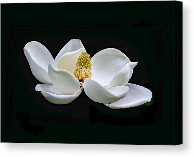 Magnolia Blossom Canvas Print featuring the photograph Magnolia Blossom 01 OP by Jim Dollar