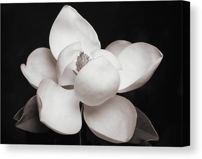 Magnolia Canvas Print featuring the photograph Magnolia Blossom 7 by Connie Carr