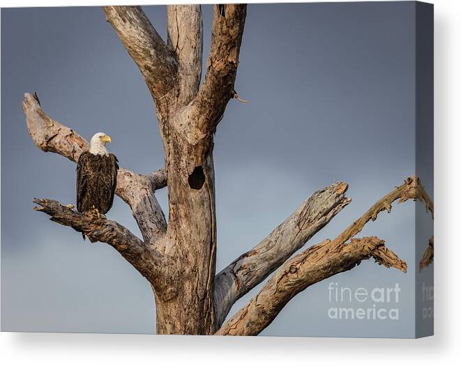 America Canvas Print featuring the photograph Majestic Bald Eagle by Maresa Pryor-Luzier