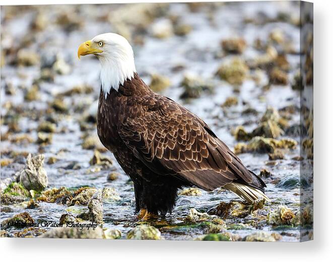 Eagle Canvas Print featuring the photograph Majestic Eagle by Tahmina Watson