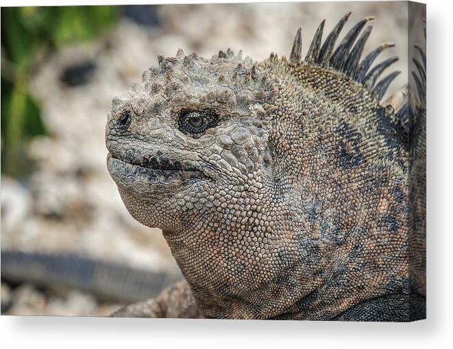 Ecuador Canvas Print featuring the photograph Marine Iguana close-up by Henri Leduc