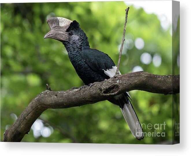 Birds Canvas Print featuring the photograph Mikeno Hornbill by Cameron Anderson Raffan
