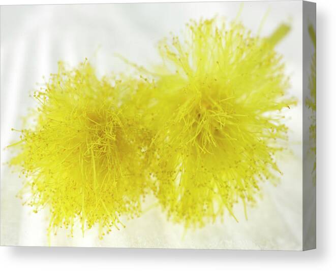 Flower Canvas Print featuring the photograph Mimosa Flower by Iris Richardson