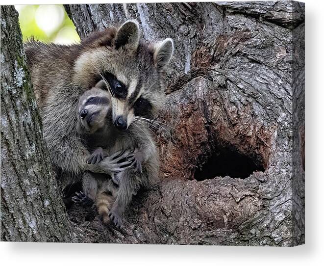 Animal Canvas Print featuring the photograph Mom Keeps Me Safe by Gina Fitzhugh